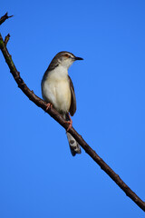 The Plain Prinia is a small, slender warbler with a plain brown upper body, a whitish-buff belly, and a long tail. It's known for its habit of flicking its tail up and down.