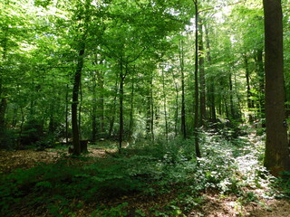 Obraz premium path in the forest