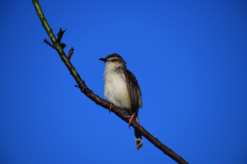 The Plain Prinia is a small, slender warbler with a plain brown upper body, a whitish-buff belly, and a long tail. It's known for its habit of flicking its tail up and down.