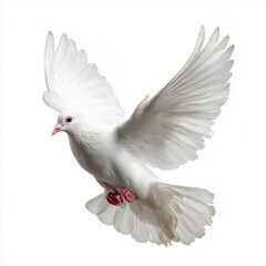 Obraz premium Majestic White Dove in Flight , isolated on white background png
