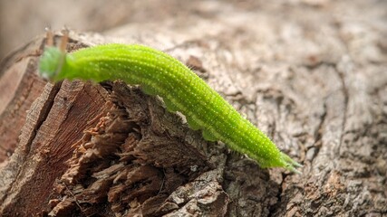 A very unique little green horned caterpillar