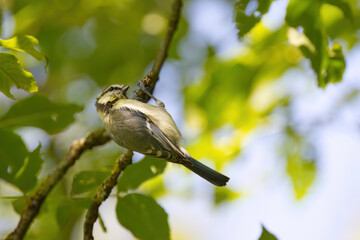 Cute great tit hanging with one claw on a thin branch, great tit surrounded by green leaves, trees in the background, bird with black head on a tree, Parus major