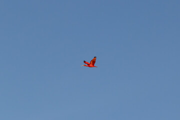single ibis flying in the sky