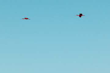 couple of scarlet ibis flying in the sky