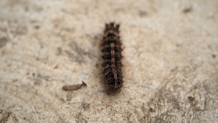A black, hairy caterpillar walks on a brown twig macro photo