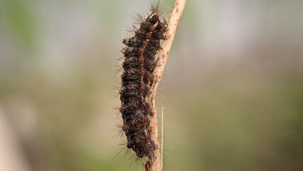 A black, hairy caterpillar walks on a brown twig macro photo