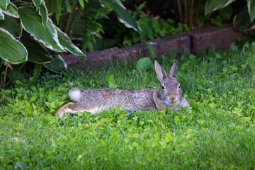 Wild rabbit with cotton tail laying in grass