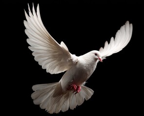 White dove in flight against black background (6)