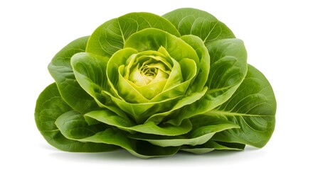 Fototapeta premium Fresh green lettuce head with layered leaves, isolated on pure white background, vibrant healthy food style. 