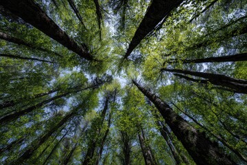Lush green forest canopy viewed from below (3)
