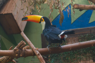 The toco toucan (Ramphastos toco) in Moscow zoo
