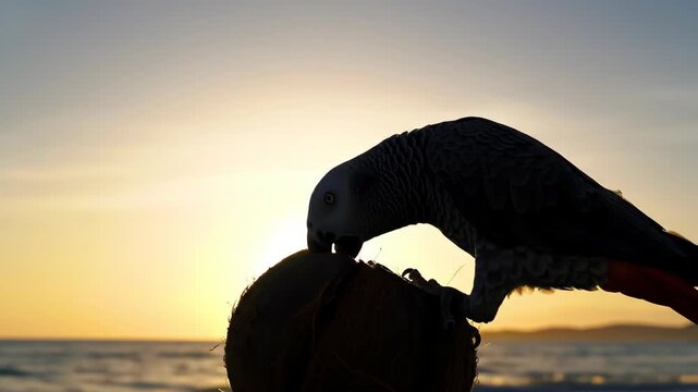 Silhouette of Parrot perched on coconut at sunset near the sea, beach scene, Exotic bird and tropical vibe with golden light.