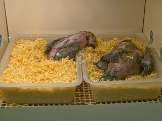 Blue-and-yellow macaw babies sleep inside a brooder