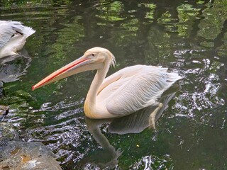 Great White Pelican (Pelecanus onocrotalus) swimming in water near a shore.