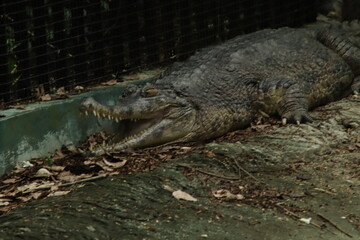 Crocodile with its mouth slightly open, lying on a dirt bank covered with dried leaves. The crocodile is next to a low wall and a metal fence.