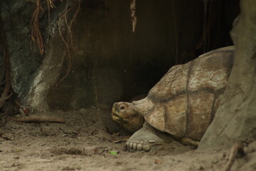 A large African spurred (Sulcata) tortoise resting on sandy ground, partially visible between a...