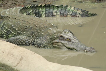 Saltwater crocodile (Crocodylus porosus) partially submerged in water.