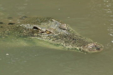 Head of  a saltwater crocodile (Crocodylus porosus) partially submerged in murky water.