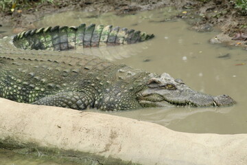 Large crocodile partially submerged in a muddy pool of water, resting its head on the edge of a concrete or rock wall. The crocodile's scaly hide and its powerful tail are clearly visible.