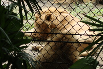 Two lions relax in an enclosure, one lying on its side and the other on its back, with a fence and...