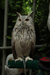 Eurasian eagle-owl perched on a thick, green-covered bar.