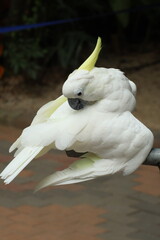 Eleonora Cockatoo, also known as a medium sulphur-crested cockatoo, preening its feathers. 