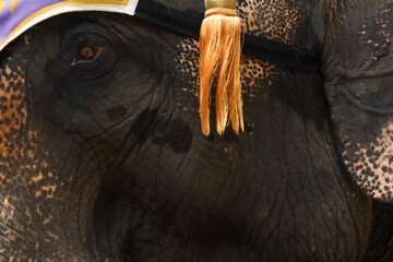 
A close-up shot focuses on the head of an elephant, capturing its eye, wrinkled skin, and ear. A decorative headdress with a gold-tasseled strap is visible on the elephant's head.