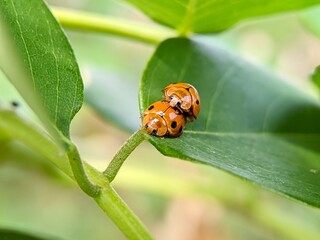 Ladybug insects are undergoing a natural reproduction process