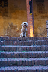 Obraz premium Scenes of Tuscany 2025