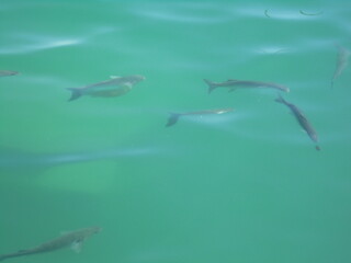 vacances a palma  © jscottidx