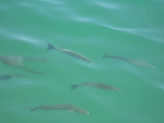 vacances a palma  © jscottidx