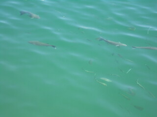 vacances a palma  © jscottidx