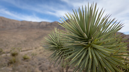 joshua tree in the desert