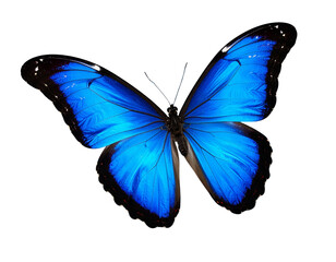 Obraz premium Blue Butterfly in Dynamic Flight with Angled Perspective, Semi-Open Wings, Isolated on Transparent Background
