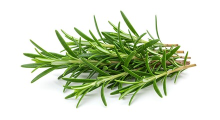 Fototapeta premium Fresh Rosemary Herb Sprigs Bundle for Cooking and Aromatherapy
