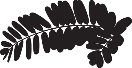 Tamarind Leaf in silhouette white background.
