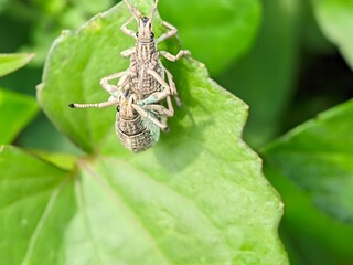 Weevil insects are undergoing the reproduction process