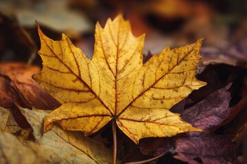 Close-up of a vibrant autumn leaf amidst fallen foliage