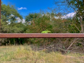 Fototapeta premium A green cricket sits on a metal pipe