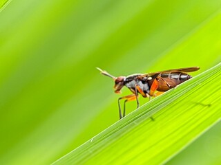 Closeup photo of a beautiful little insect on a rice leaf