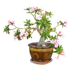 A small bonsai tree with delicate pink flowers and green leaves in a clay pot sits isolated, representing new life and growth