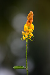 Senna alata, or Candle Bush, is a flowering shrub with tall, upright spikes of bright yellow flowers. It is widely recognized for its distinctive candle-like appearance and traditional medicinal uses.