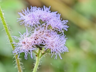 A closeup photo of a wildflower that commonly grows along roadsides in Asia