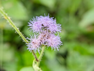 A closeup photo of a wildflower that commonly grows along roadsides in Asia