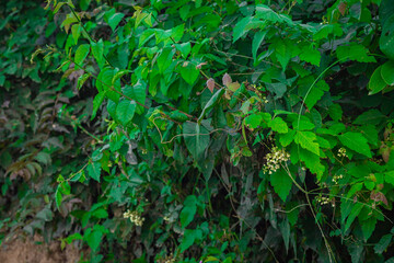 A dense, lush green wall of tangled vines and foliage, creating a vibrant and wild natural background texture