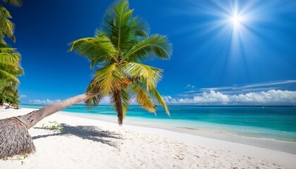 sun drenched coconut palm leaning over white sand beach exotic beautiful