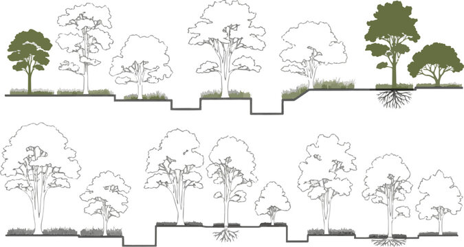 Isolated a Architectural Drawings, Minimal style cad tree line drawing, Side view, set of section wetland forest outline for landscape design drawing in separate element vector art .