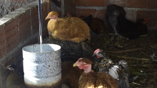 Granja familiar de galinhas poedeiras, pequeno chiqueiro de aves em fazenda no quintal de casa