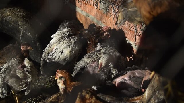 Pintinhos de galinha caipira crescendo em galinheiro familiar, pequena granja de aves filhotes