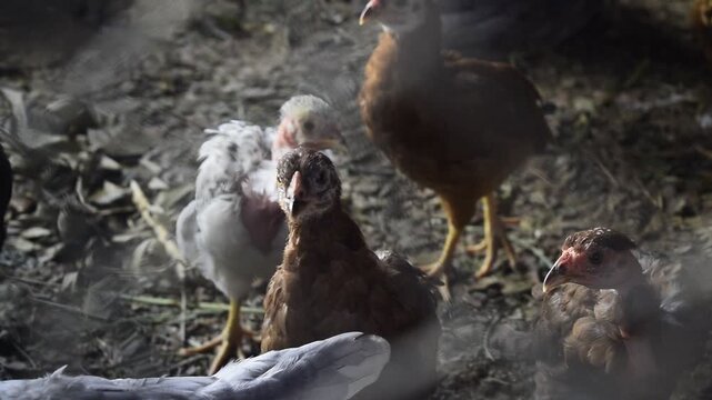 Filhotes de frango caipira presos no interior de granja, cria&ccedil;&atilde;o de pintinho em fazenda rural